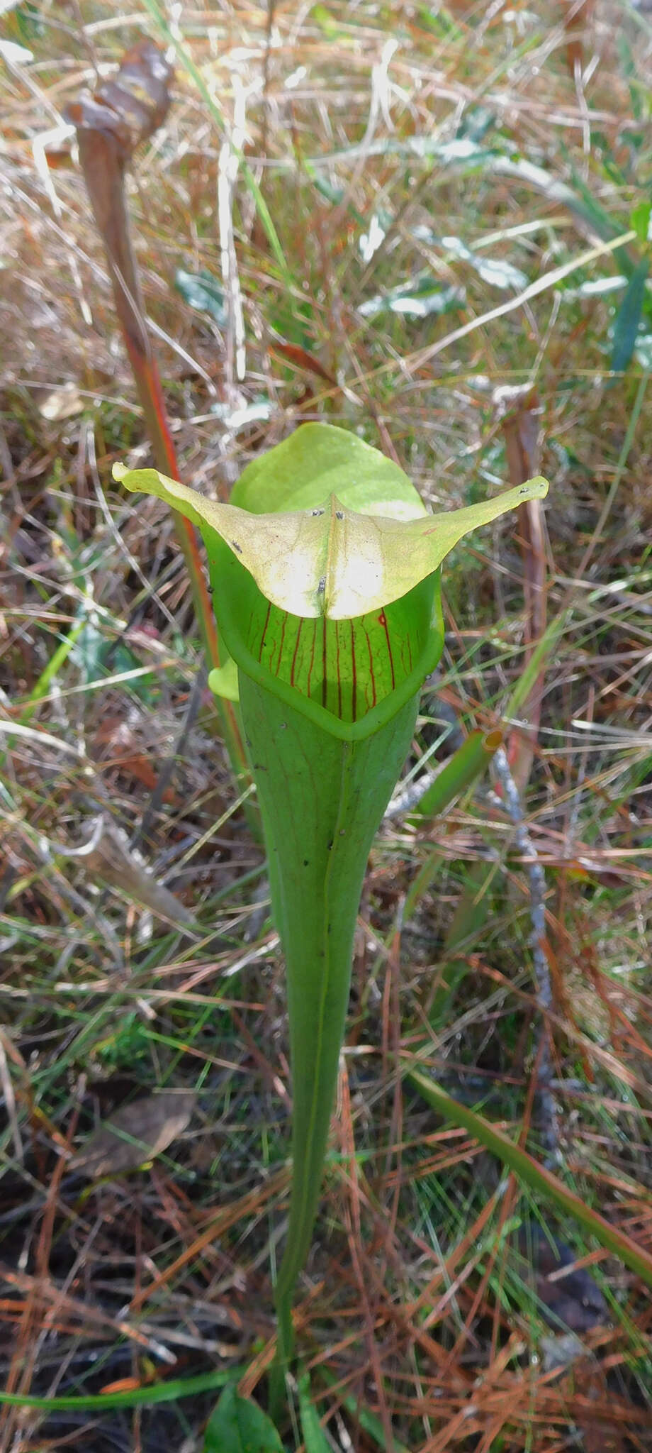 Image of Yellow Trumpets