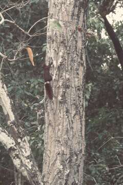 Image de Callosciurus finlaysonii annellatus Thomas 1929