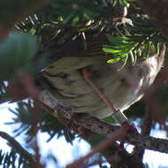 Image of Bicknell's thrush