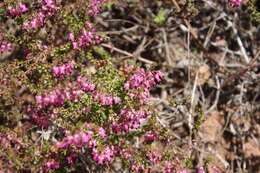 Sivun Erica thimifolia Wendl. kuva