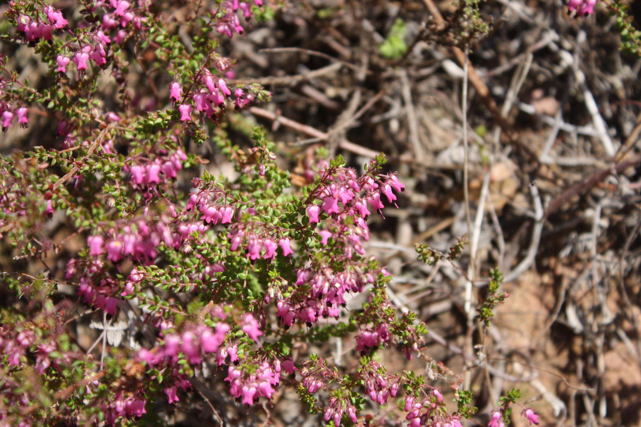 Sivun Erica thimifolia Wendl. kuva