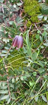 Fritillaria graeca Boiss. & Spruner resmi