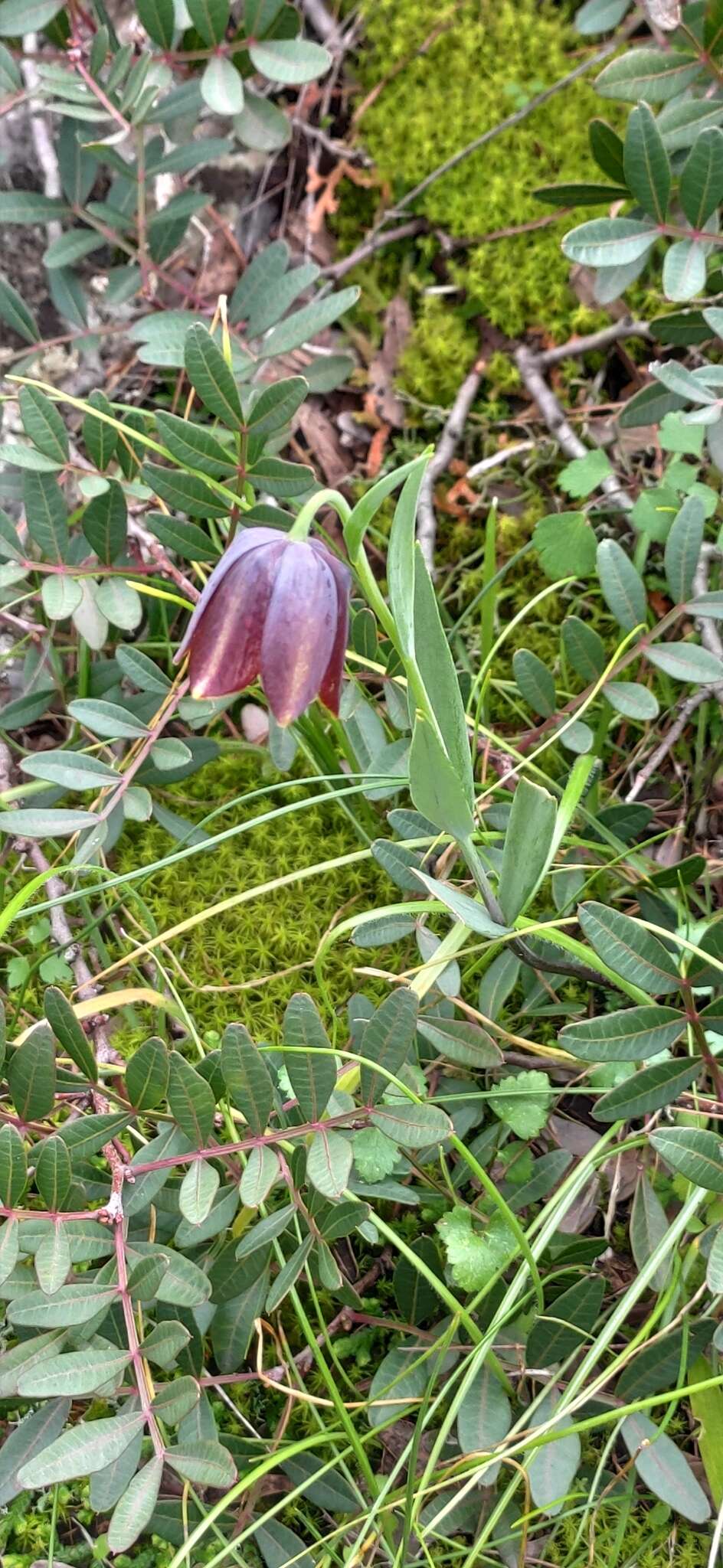 Image of Fritillaria graeca Boiss. & Spruner