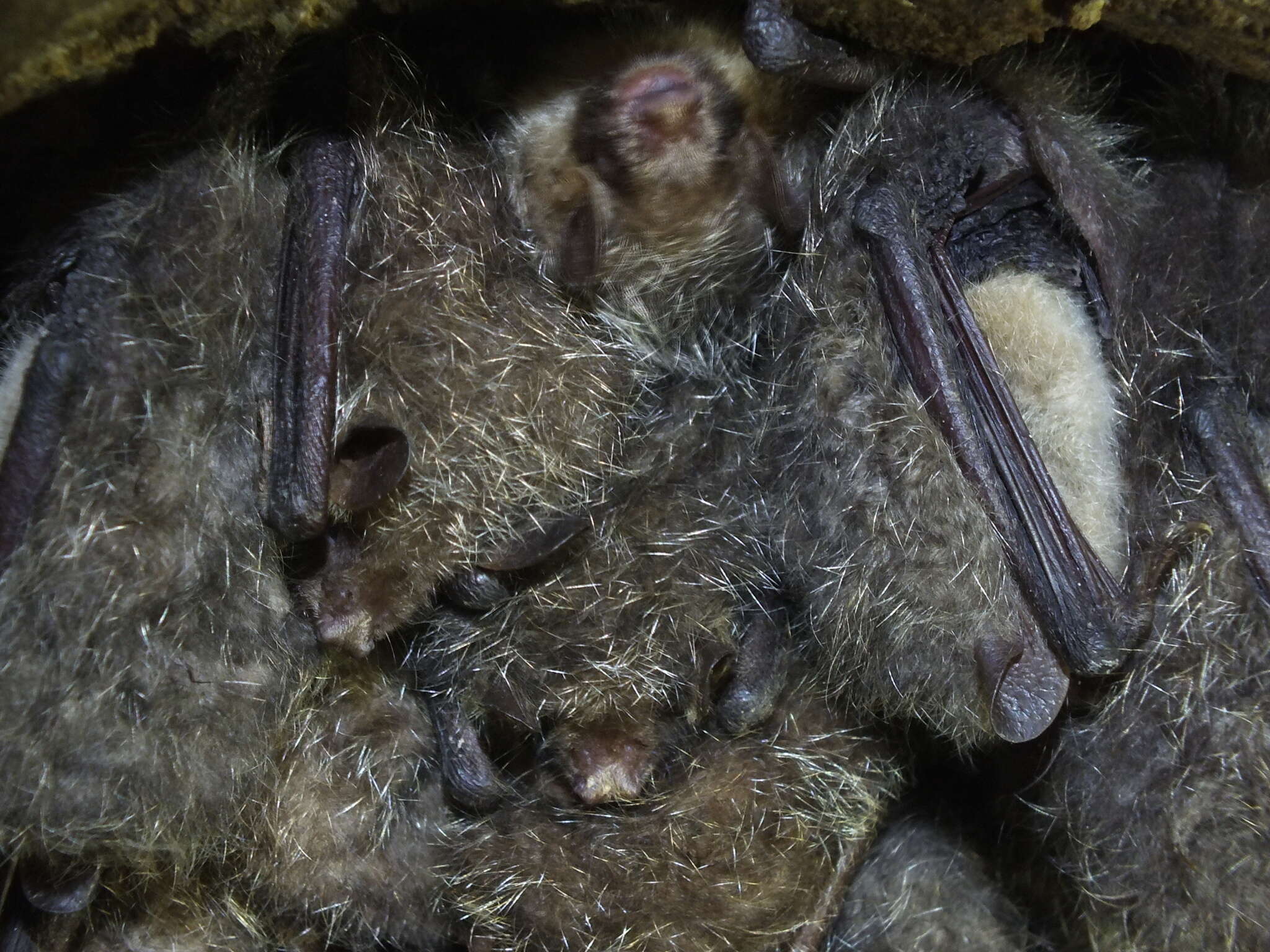 Image of Greater Tube-nosed Bat