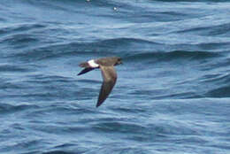 Image of British Storm Petrel