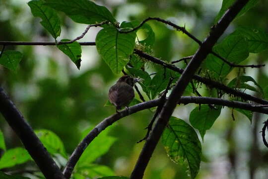 Platyrinchus coronatus Sclater & PL 1858的圖片