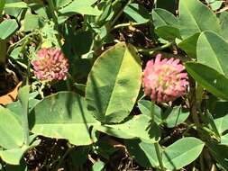 Image of strawberry clover