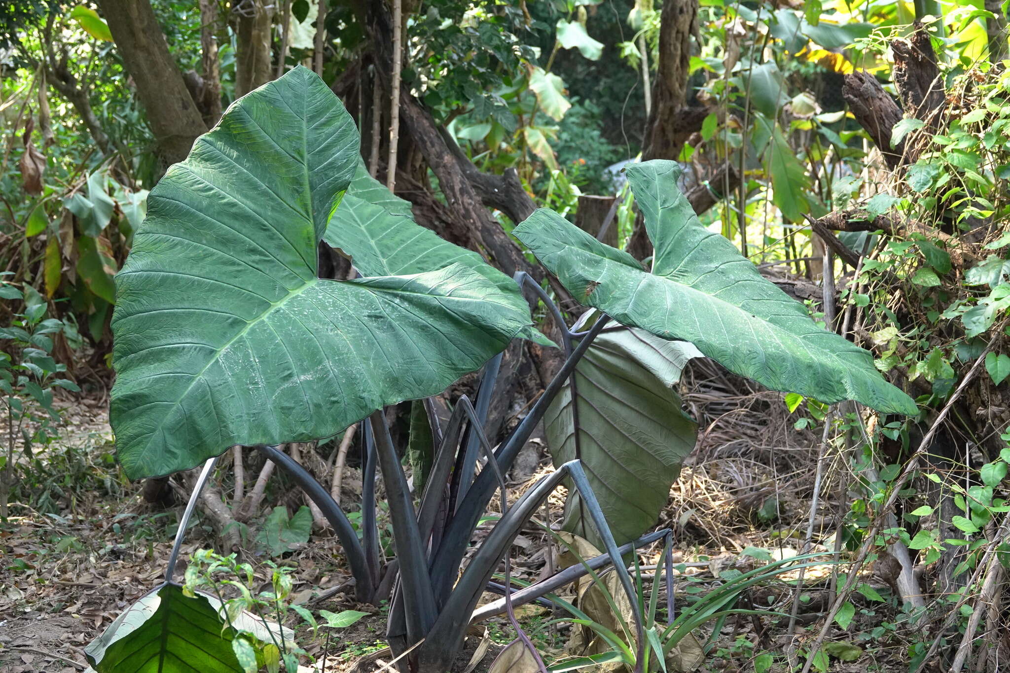 Image of arrowleaf elephant's ear