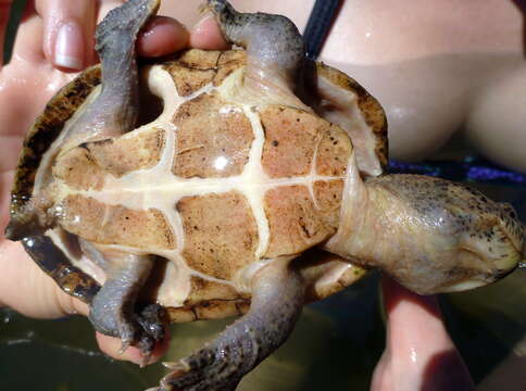 Image of Keeled Musk Turtle