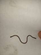 Image of Rio Grande do Sul Blind Snake