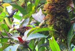 Image of Golden-faced Tyrannulet