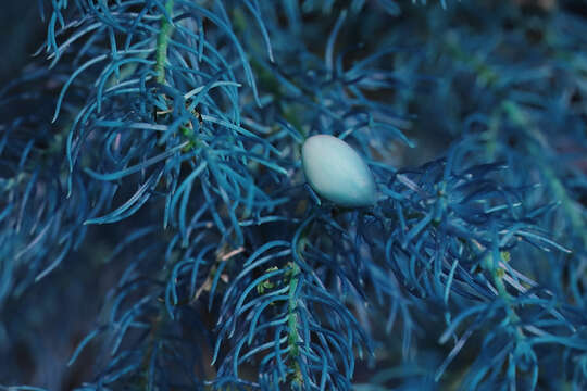 Image of Persoonia tenuifolia R. Br.