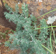 Слика од Asparagus spinescens Steud. ex Schult. & Schult. fil.