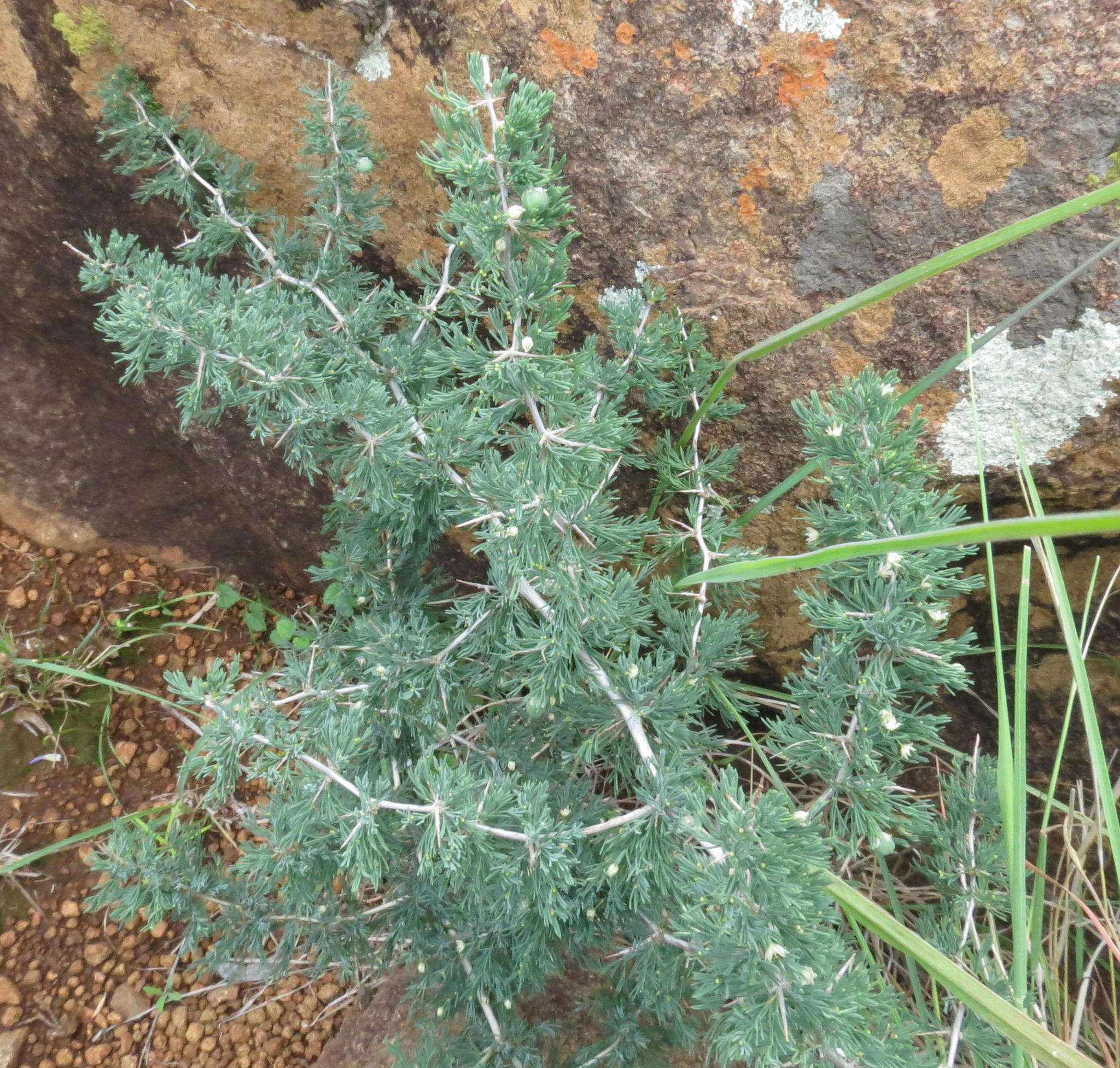 Image of Asparagus spinescens Steud. ex Schult. & Schult. fil.