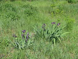 Image of stool iris