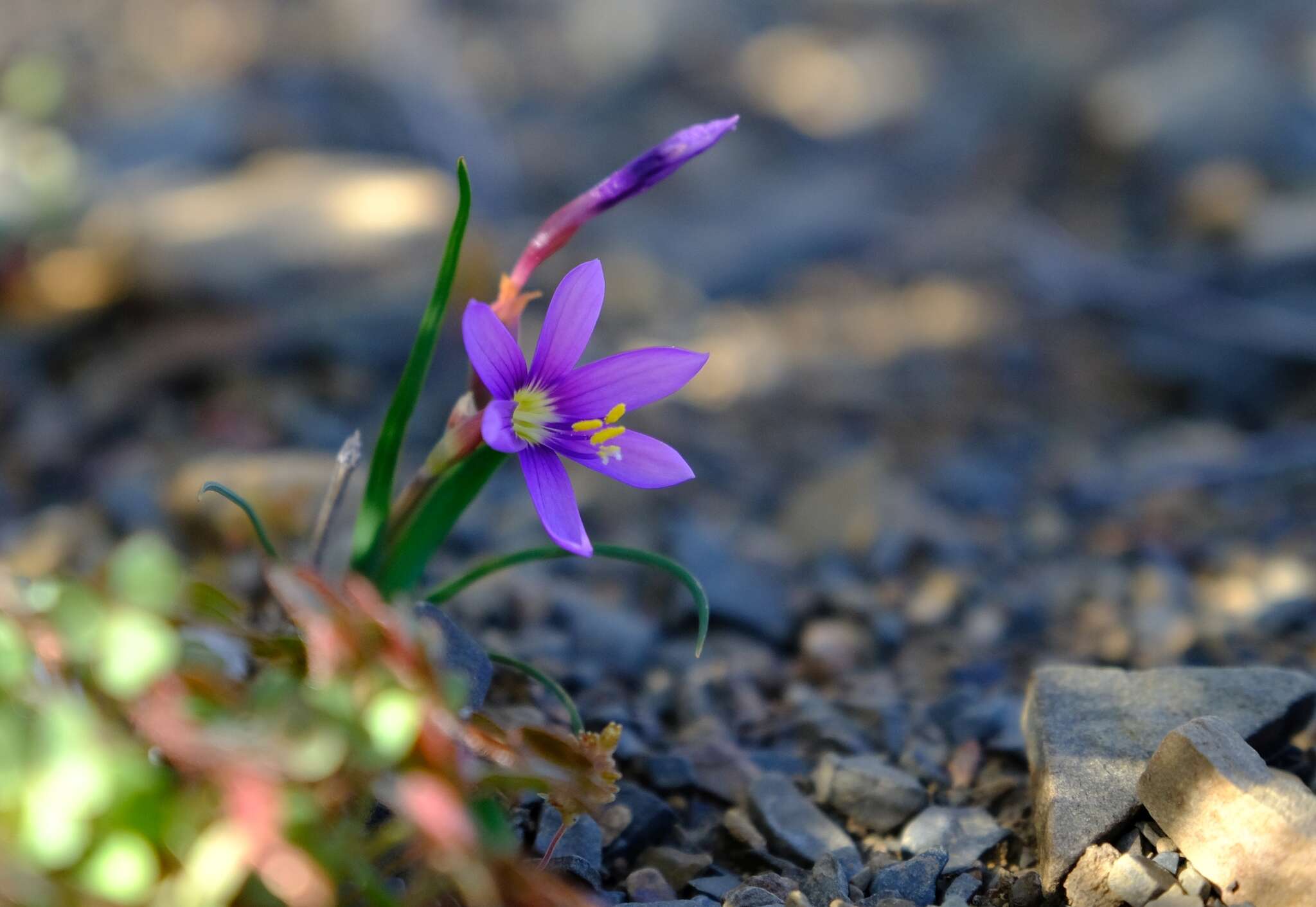 Image of Geissorhiza karooica Goldblatt