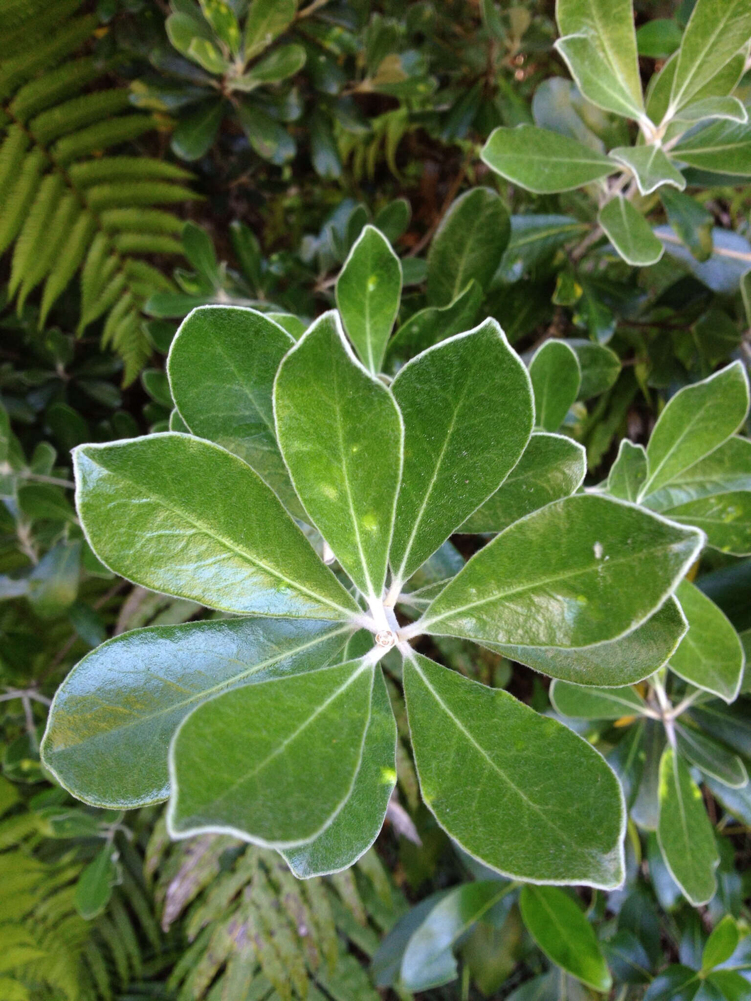 Image de Pittosporum crassifolium Banks & Sol. ex A. Cunningham