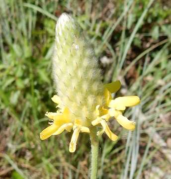 Image de Dalea aurea C. Fraser