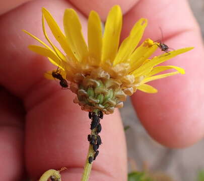 Image of Ursinia scariosa subsp. scariosa