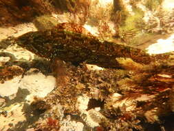 Image of Masked greenling