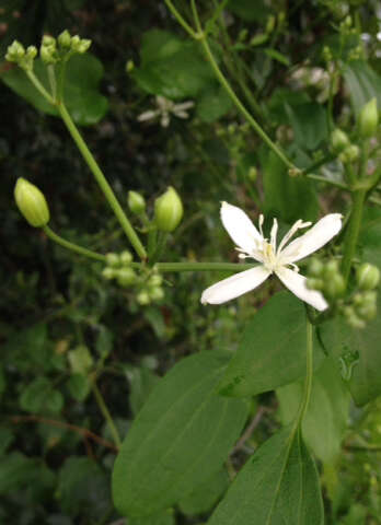 Imagem de Clematis terniflora DC.