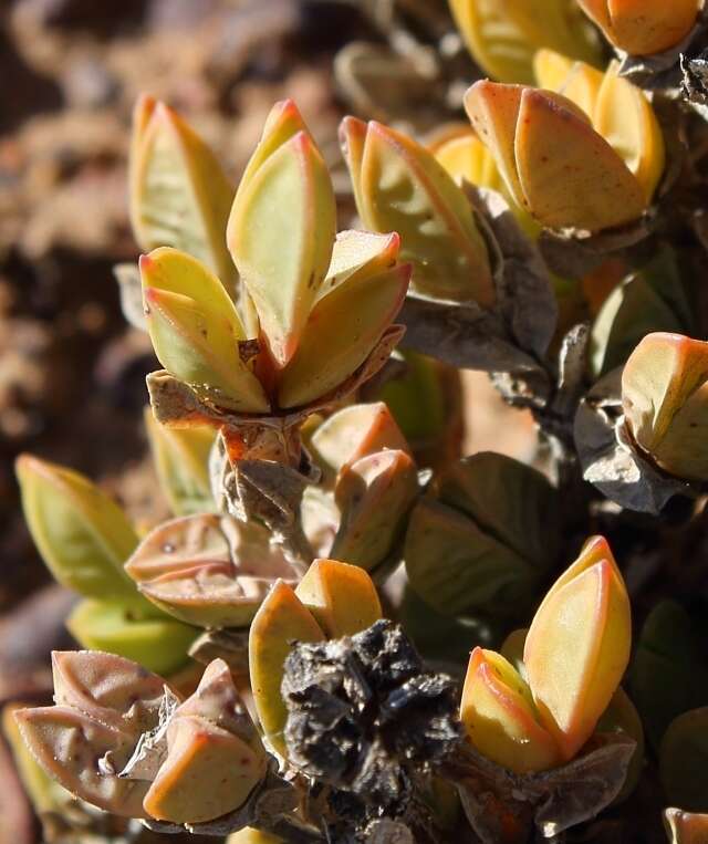 Image of Braunsia geminata (Haw.) L. Bol.