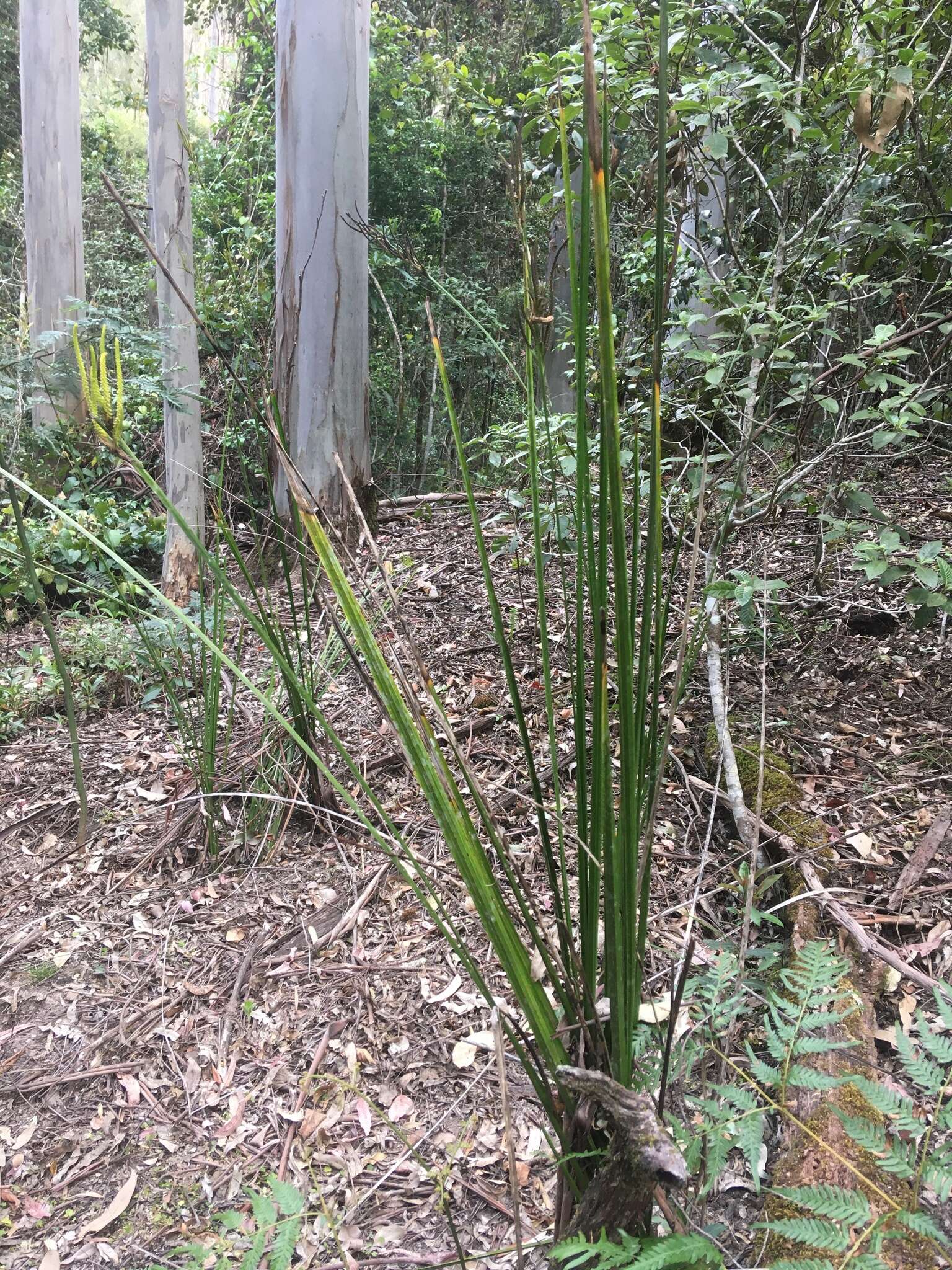 Imagem de Gymnostachys