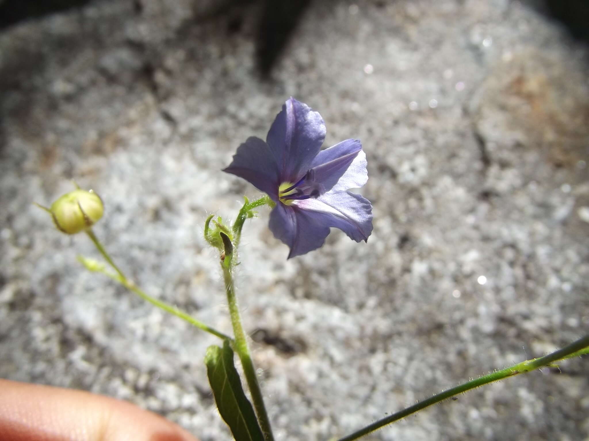 Sivun Jacquemontia evolvuloides (Moric.) Meisn. kuva