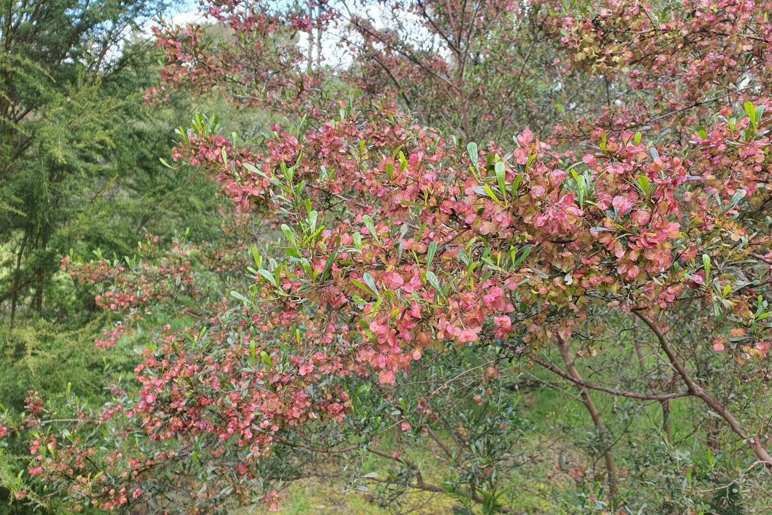 Image of wedge-leaf hopbush