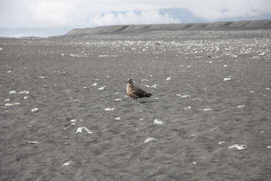 Image of Great Skua