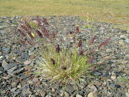 Image of Eurasian Junegrass