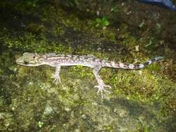 Image of Khasi Hills bent-toed Gecko