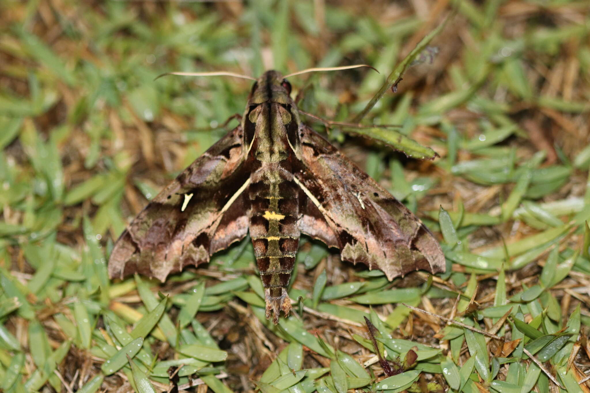 Image of Hemeroplanes ornatus Rothschild 1894