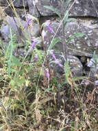 Image of Himantoglossum caprinum subsp. jankae (Somlyay, Kreutz & Óvári) R. M. Bateman, Molnar & Sramkó