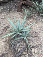 Image of twistleaf yucca