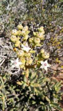 Imagem de Stoeberia frutescens (L. Bol.) E. van Jaarsveld