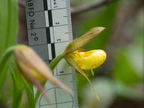 Image of Cypripedium parviflorum var. exiliens Sheviak