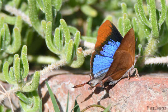 Image of Myrina silenus ficedula Trimen 1879