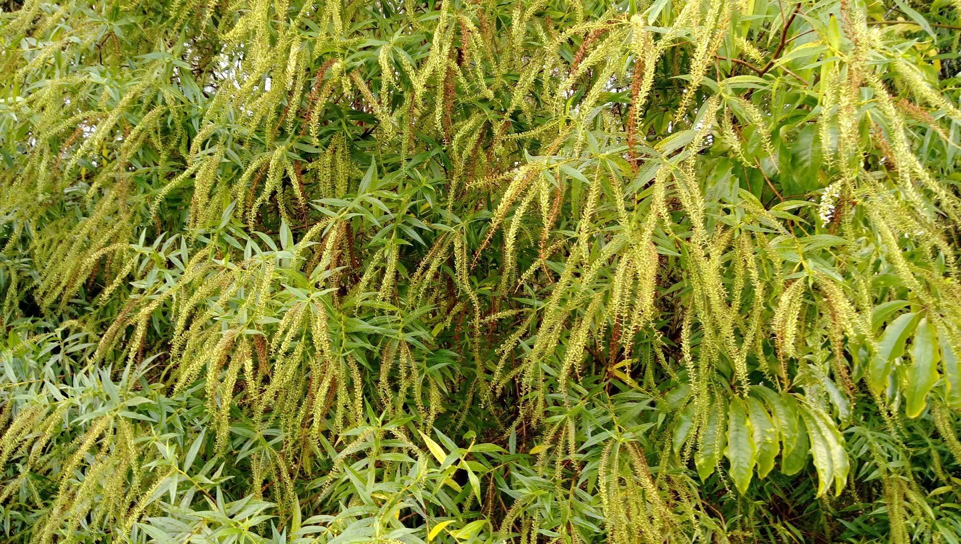 Image of <i>Veronica <i>stricta</i></i> var. stricta