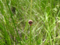 Image of Chorizandra sphaerocephala R. Br.