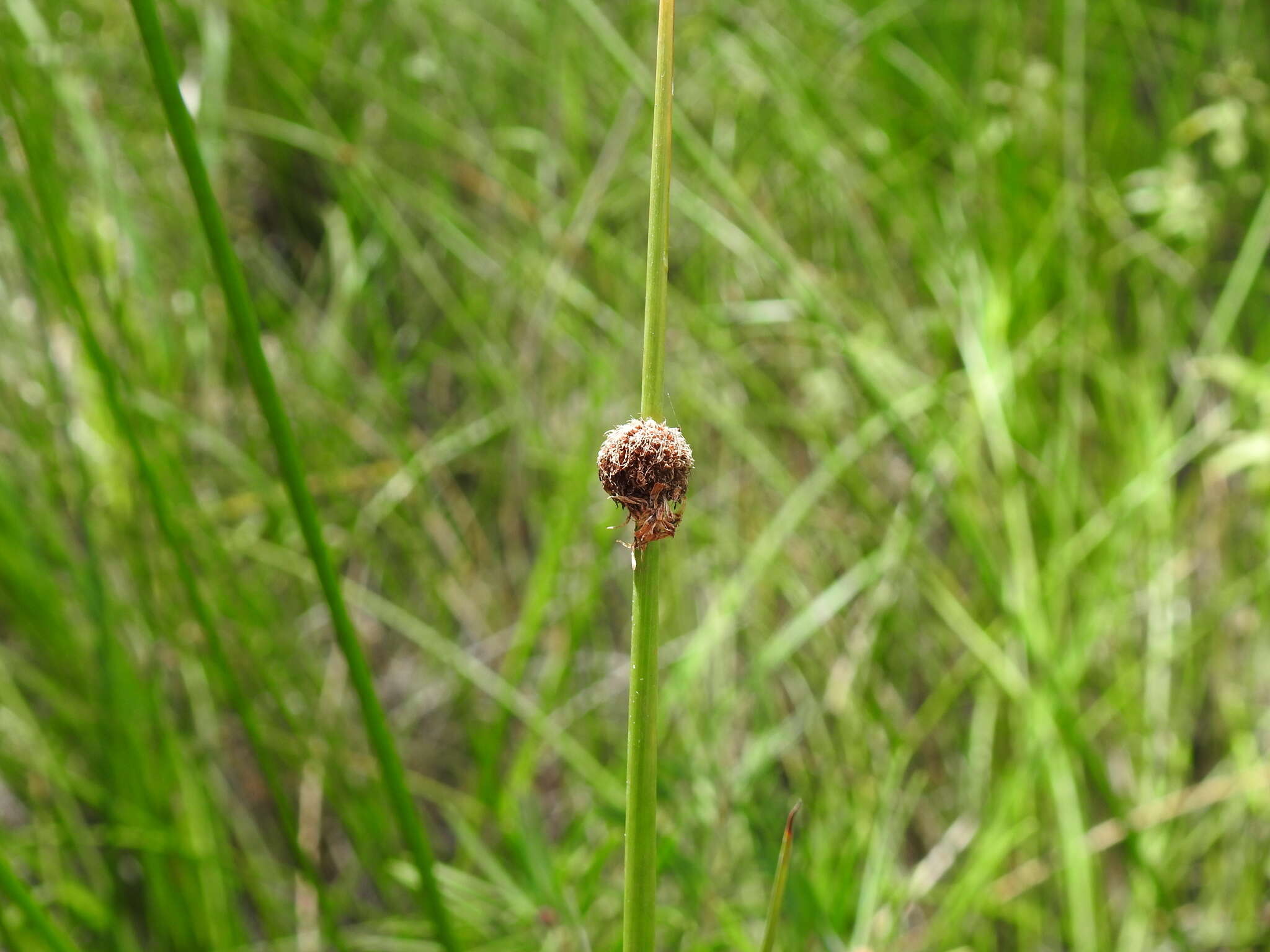 Image of Chorizandra sphaerocephala R. Br.