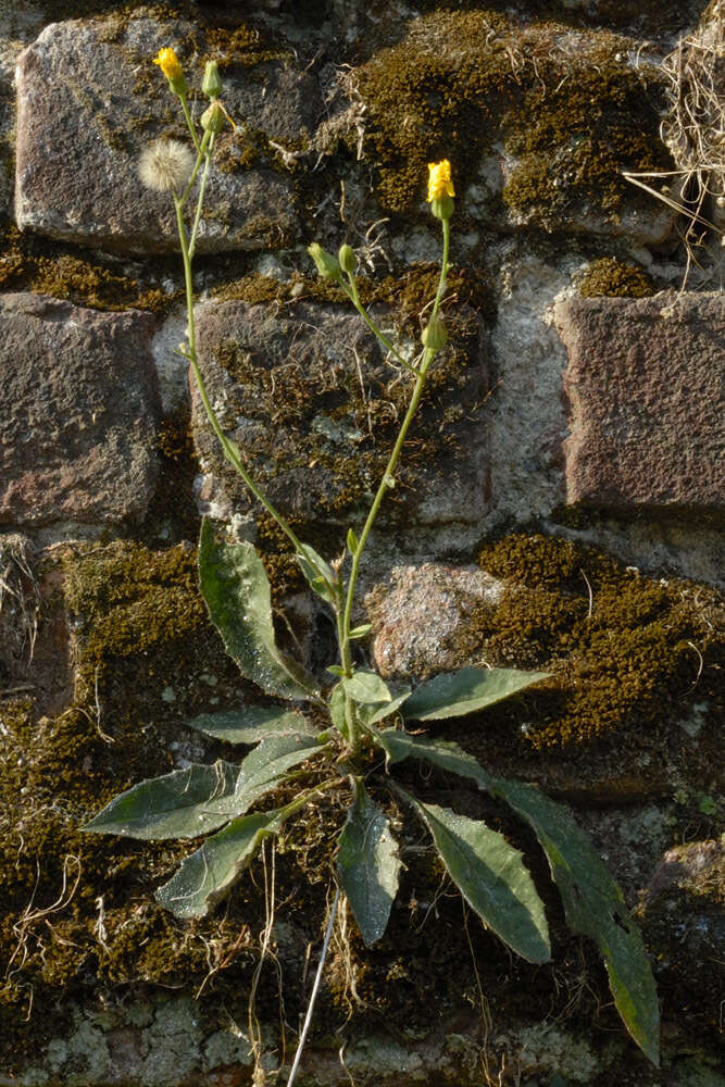 Image of Hieracium australe R. E. Fr.