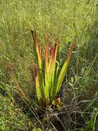 Image of irisleaf yelloweyed grass