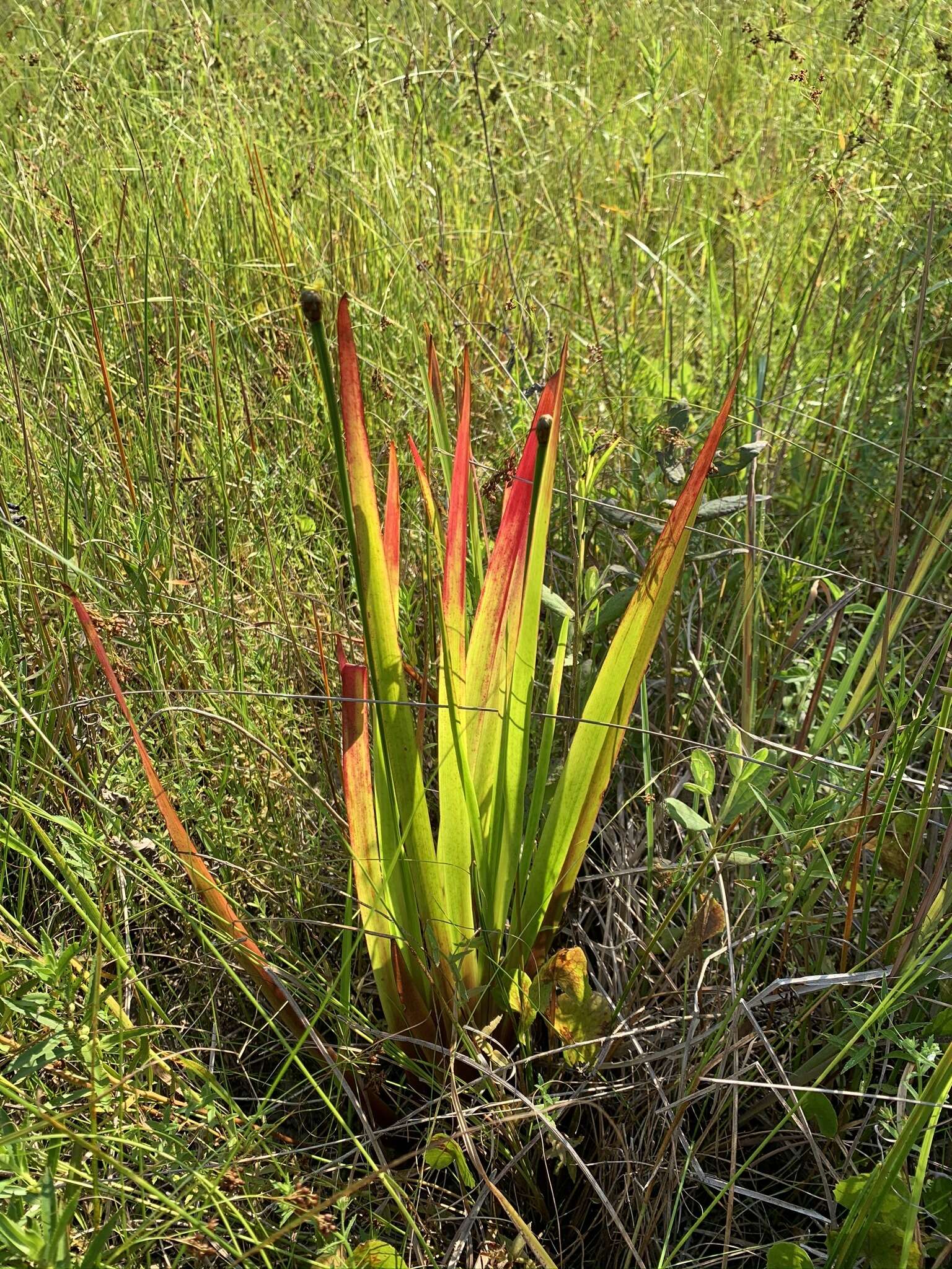 Imagem de Xyris laxifolia var. iridifolia (Chapm.) Kral