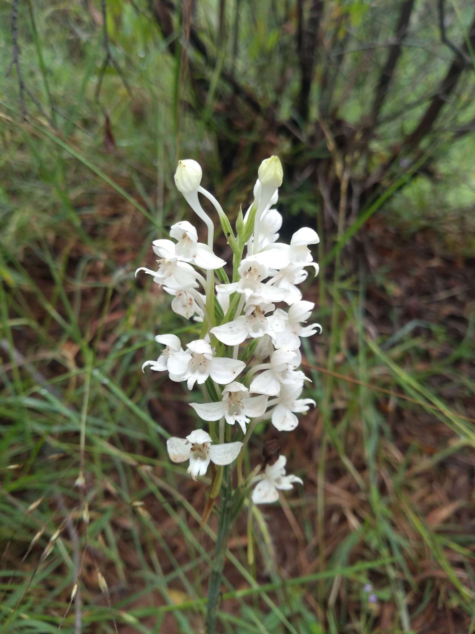 Imagem de Habenaria roxburghii Nicolson