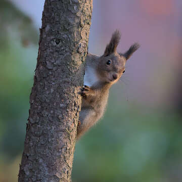 Image de Sciurus vulgaris orientis Thomas 1906