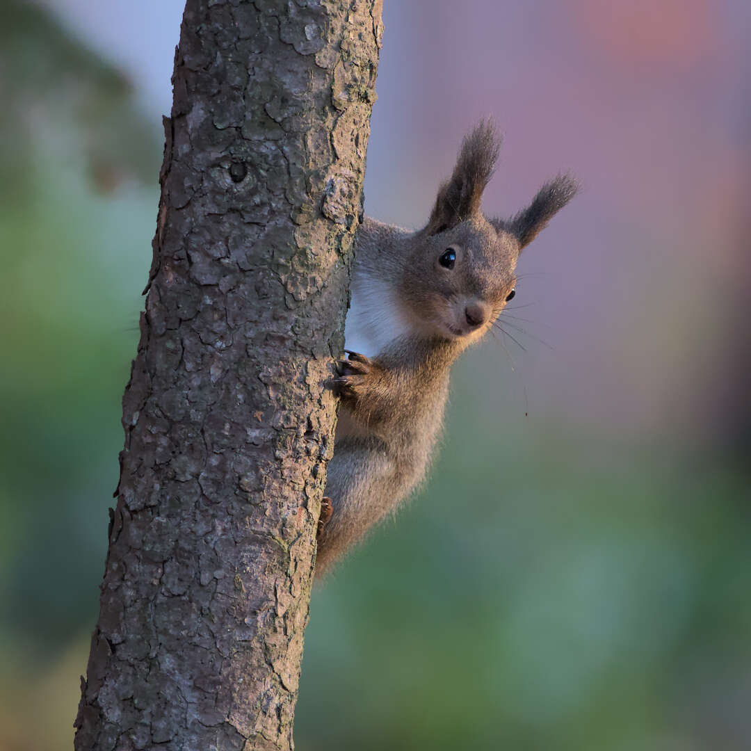 Слика од Sciurus vulgaris orientis Thomas 1906