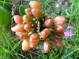 Imagem de Haemanthus humilis Jacq.