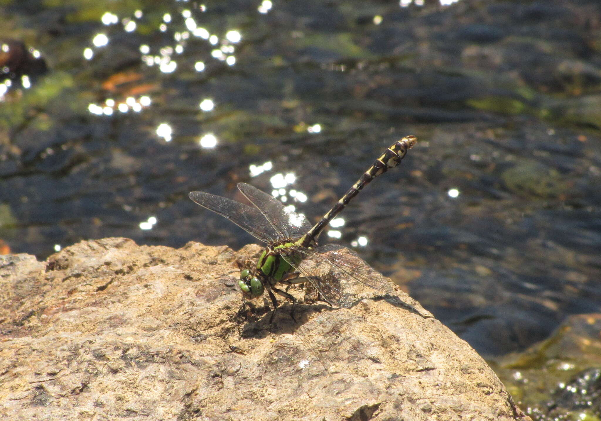 Image of Boreal Snaketail