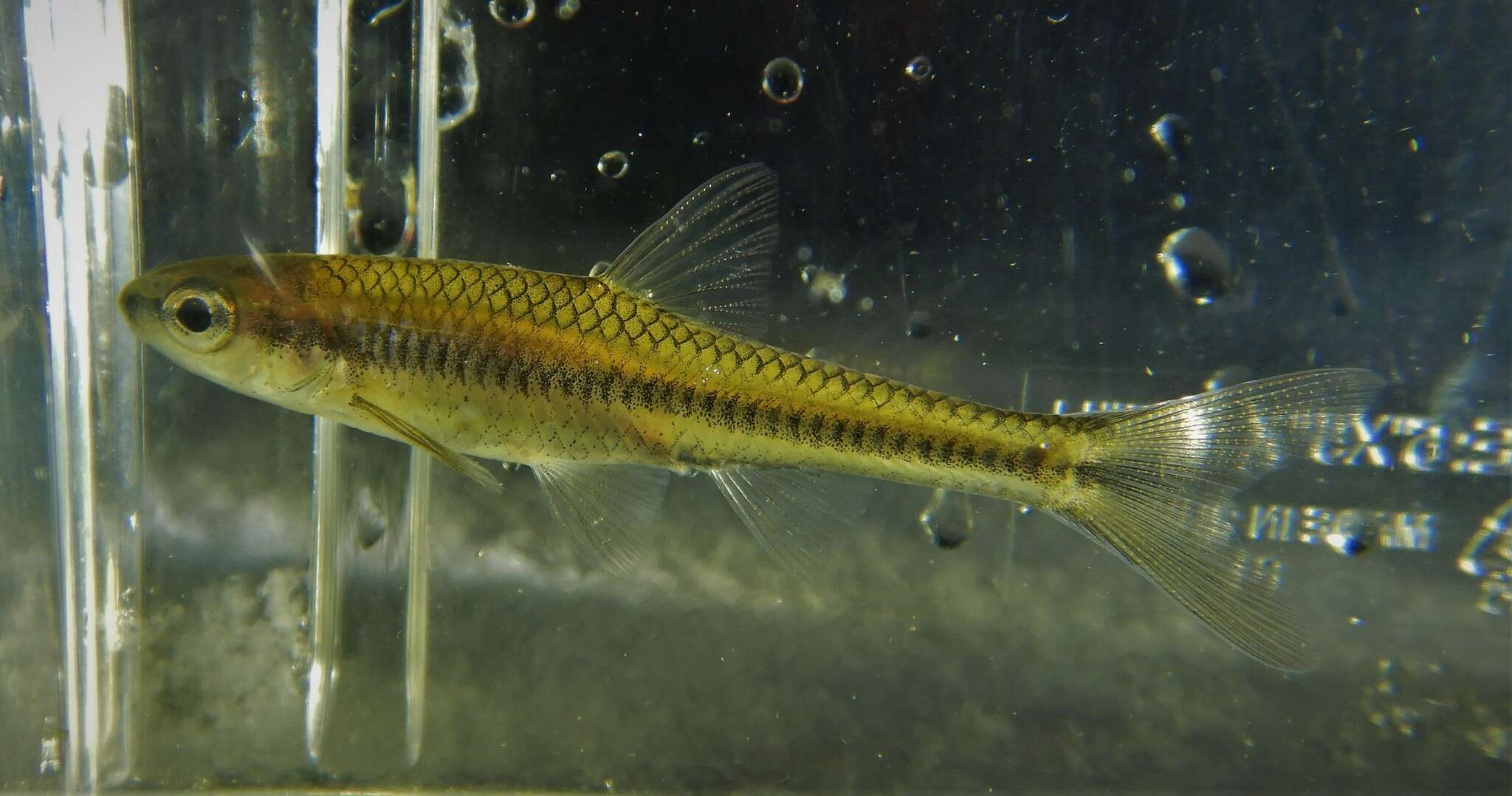 Imagem de Notropis heterolepis Eigenmann & Eigenmann 1893